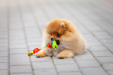 beautiful puppy of a German spitz playing with a ball lying on a paving stone