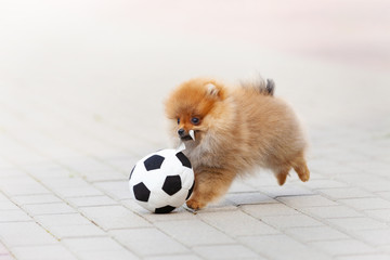 beautiful puppy of a German spitz playing fun with a bal