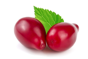 Red berries of cornel or dogwood with leaf isolated on white background