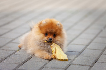 puppy of breed German Spitz playing with autumn leaf lying on paving stones