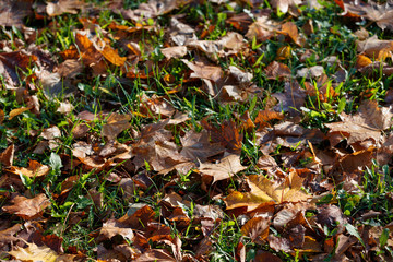 Closeup of autumn multicolored dried leaves lying on the ground. A bouquet of colorful leaves of red, yellow, red, green, orange. Autumn concept