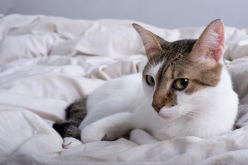 Fototapeta na wymiar Gato doméstico descansando en su cama