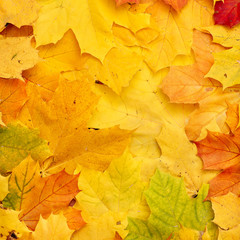 Naklejka na ściany i meble Closeup of autumn leaves lie on the ground. A bunch of colorful leaves of marple, yellow, red, green, orange. Flat lay. Autumn concept