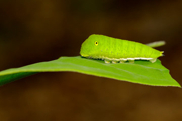 Image of Green Common Jay caterpillar (Graphium doson evemonides) on green leaf. Insect. Insect. Animal.