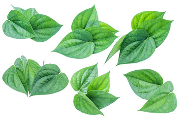 Naklejka na ściany i meble Green betel leaf isolated on the white background with clipping path.