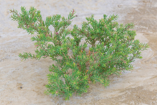 Close up of Suaeda maritima tree on the sand. This is vegetables that are beneficial to health.