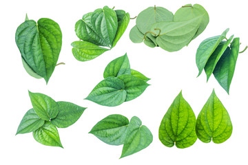 Green betel leaf isolated on the white background with clipping path.