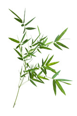 Fototapeta na wymiar bamboo isolated on gray background with clipping path