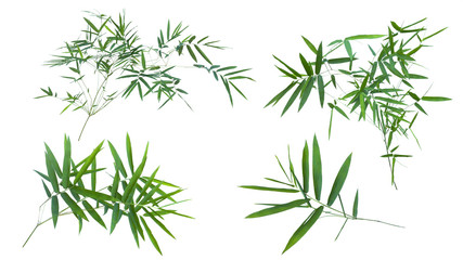 bamboo isolated on white background with clipping path.