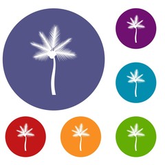 Palm butia capitata icons set in flat circle reb, blue and green color for web