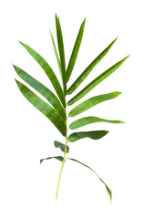 bamboo isolated on gray background with clipping path