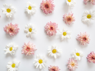 Top view of pink and white flowers, those are called Chrysanthemum, placed arranged around of frame on white background	
