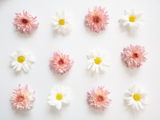 Obraz premium Top view of pink and white flowers, those are called Chrysanthemum, placed arranged around of frame on white background 