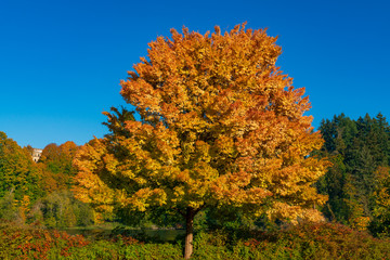 Autumn Olympia, Washington