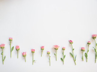 Flowers composition. Frame made of pink flowers and green leaves on white background with space for text. Flat lay, top view, copy space
