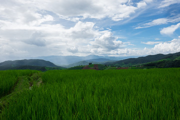 Fototapeta na wymiar Rice field at Pah Pong Piang (Mae Cham), Chiang Mai, Thailand.
