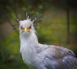 Typival Bird