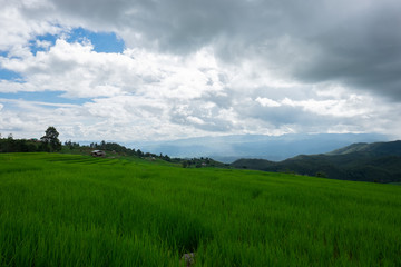 Fototapeta premium Rice terrace at Pah Pong Piang (Mae Cham), Chiang Mai, Thailand.