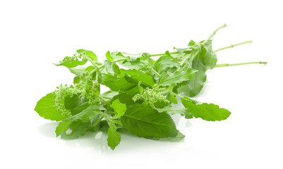 Holy basil on white background