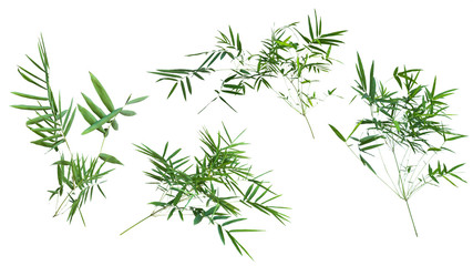 Fototapeta premium bamboo isolated on white background with clipping path.