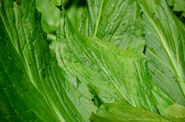 Closeup of hosta leaves with water droplets