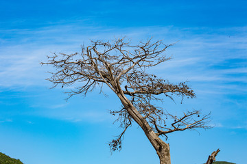 Dead tree on beautiful crystal blue sky background, springtime horizontal landscape