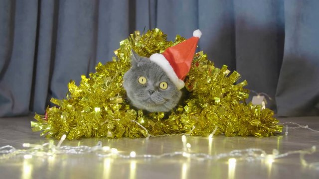 Cat in red christmas hat sitting in christmas garland and tinsel and looking funny. Animal portrait of cat in red christmas hat. British cat celebrate Christmas and New Year. 
