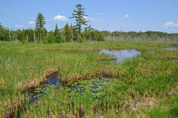 Water winding through a green swamp landscape