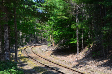 Railroad track curving in a forest