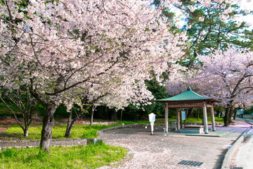 Sakura and cherry blossom in Japan