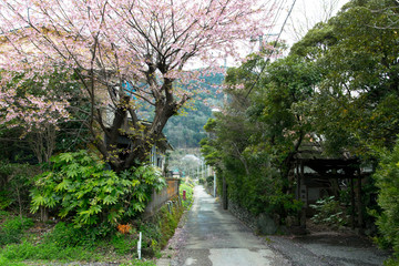 Sakura and cherry blossom in Japan