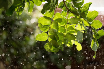 Heavy rain over green tree backlighted with sun.