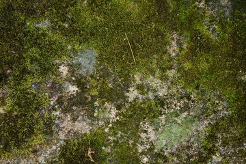 green moss in nature on stone background