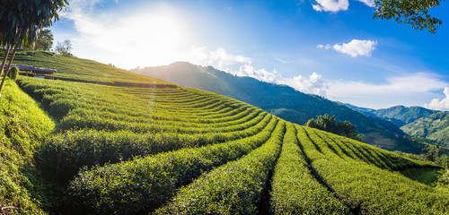 Beautiful landscape panorama view of 101 tea plantation in bright day on blue sky background , tourist attraction at Doi Mae Salong Mae Fah Luang Chiang Rai province in thailand. - obrazy, fototapety, plakaty