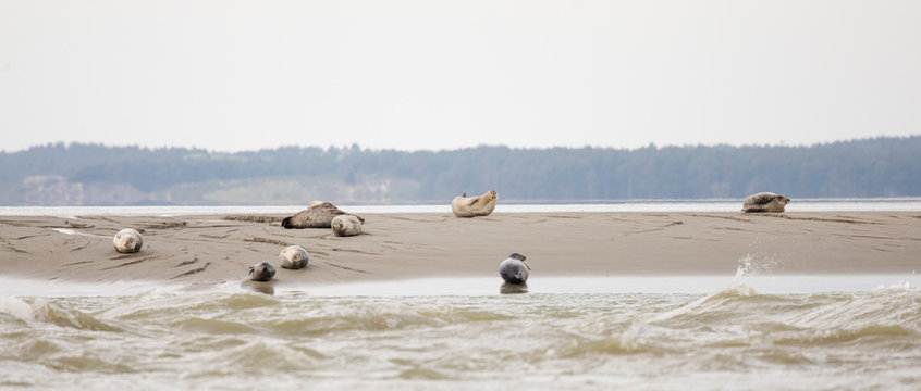 Seals on the sand at Pointe du Hourdel, Picardy, France.