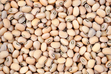 background of beans