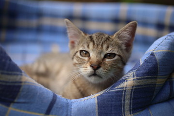 Sleepy kitten on soft pet bed outdoors
