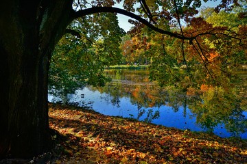 Beautiful colorful landscape. Autumn city park. Autumn at the pond. Golden autumn 