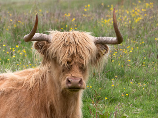 Closeup of a brown highland cow's head