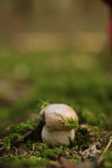 Boletus edulis edible mushroom in the forest