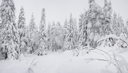 Panorama of the winter forest.