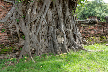 Fototapeta na wymiar Head of Sandstone Buddha in the tree roots at Wat Mahathat, Ayutthaya, Thailand.