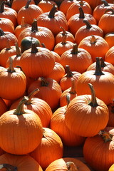 Kürbis- Vegetarisch - Oktober