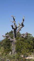 toter Baum
