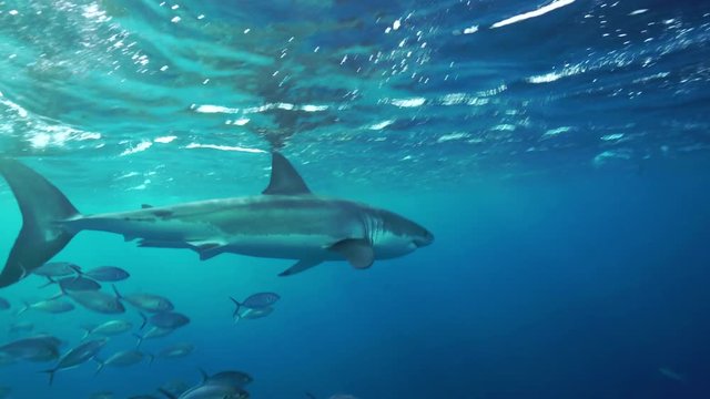 Great white shark swims across the camera, Neptune Islands, South Australia.