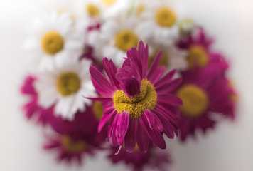 Close-up view of a purple daisy flower with a natural anomaly of the floral disk resembling a smile, standing out over a blurred floral background.