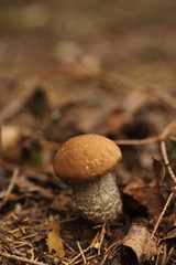Boletus edulis edible mushroom in the forest
