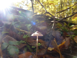 mushroom in the forest