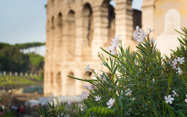 Flowers at dawn in front of the Colosseum in Rome