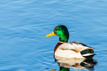 Mallard